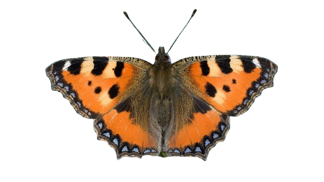 Aglais urticae