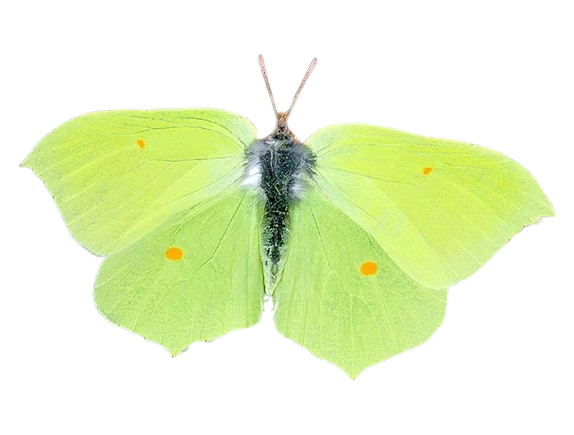 Gonepteryx rhamni