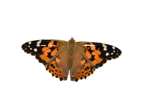 Vanessa cardui